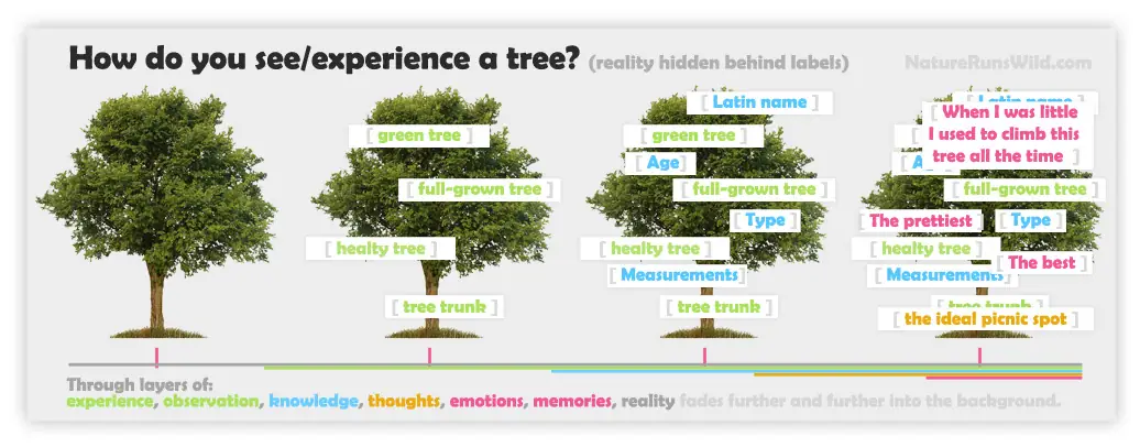 How do you expericence a tree?