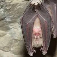 Vleermuis hangt ondersteboven in een grot